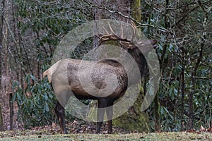 Elk eating at Cataloochee Valley, Great Smoky Mountains National