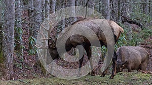 Elk eating at Cataloochee Valley, Great Smoky Mountains National