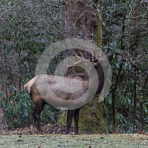 Elk eating at Cataloochee Valley, Great Smoky Mountains National