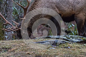 Elk eating at Cataloochee Valley, Great Smoky Mountains National