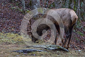 Elk eating at Cataloochee Valley, Great Smoky Mountains National