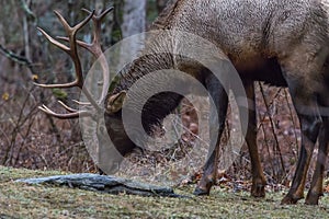 Elk eating at Cataloochee Valley, Great Smoky Mountains National