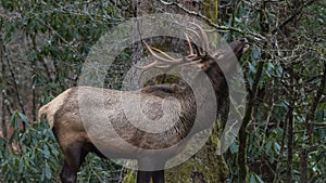 Elk eating at Cataloochee Valley, Great Smoky Mountains National