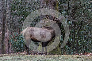 Elk eating at Cataloochee Valley, Great Smoky Mountains National