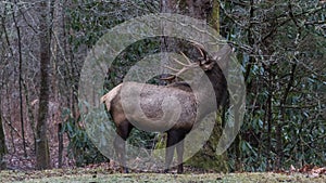 Elk eating at Cataloochee Valley, Great Smoky Mountains National