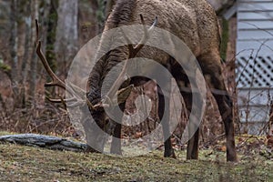 Elk eating at Cataloochee Valley, Great Smoky Mountains National