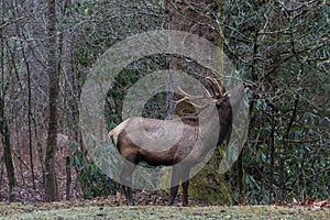 Elk eating at Cataloochee Valley, Great Smoky Mountains National