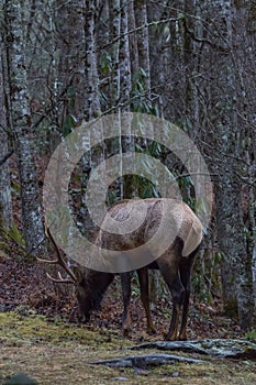 Elk eating at Cataloochee Valley, Great Smoky Mountains National