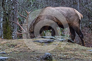 Elk eating at Cataloochee Valley, Great Smoky Mountains National