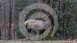 Elk eating at Cataloochee Valley, Great Smoky Mountains National photo