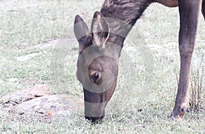 Elk eating grass Face and foreleg only