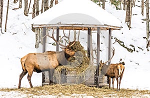 Elk Eating Hay With a Youngster.