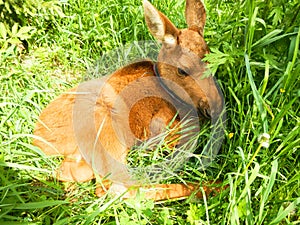 Elk