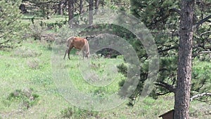 Elk in Estes Park, CO