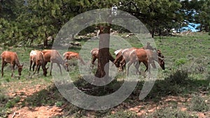 Elk in Estes Park, CO