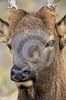 Elk eyes glow in close up face portrait of young male