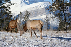 Elk Feeding in Jasper National Park