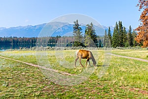 Elk feeding in a meadow