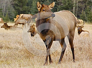 Elk (female) with flock