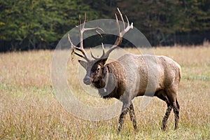 Elk in the Field