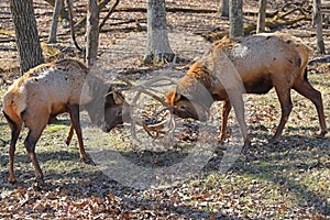 Elk - Fighting for the herd