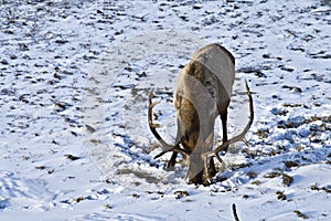 Elk foraging for food photo