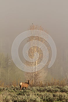 Elk in forest, Grand Teton National Park