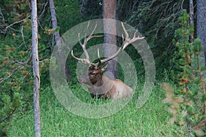 An Elk in the Forest at Yellowstone National Park, Wyoming