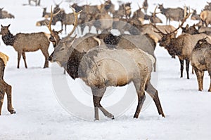 Elk gathering at the Oak Creek Wildlife Area Feeding Station in Naches, WA