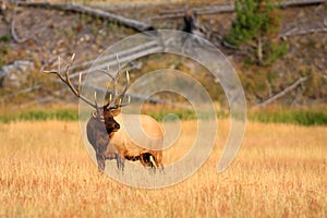 Elk in Golden Meadow