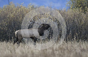 Elk in Grand Tet
