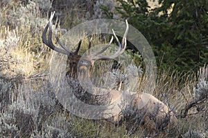 Elk in Grand Teton National Park