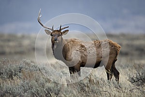 Elk in Grand Teton National Park