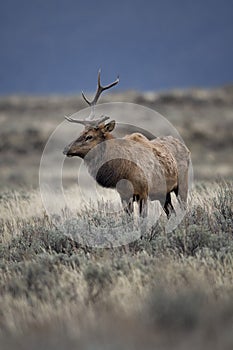 Elk in Grand Teton National Park