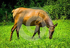 An elk in the grass at Great Smoky Mountains National Park, North Carolina.