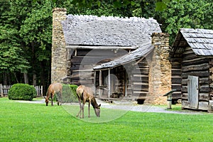 Elk Graze At Great Smoky Mountains Cabin