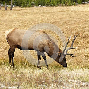 Elk grazing