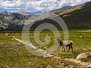 Elk Grazing Along Trail in Mountain Meadow, Rocky Mountain National Park