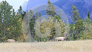 An elk grazing on a glade in the park of Canadian