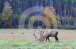 Elk Grazing on Grass photo