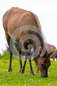 Elk Grazing on Green Pasture Closeup