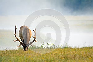 Elk Grazing on Lush Summer Grass