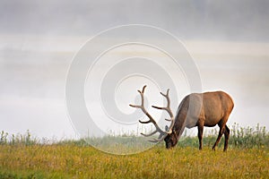 Elk Grazing Near River