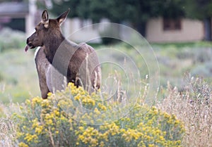 an elk grazing in an open field next to a house