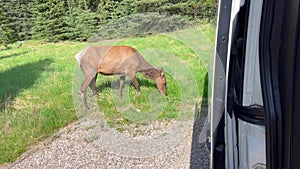 Elk grazing in Whistler Campground in Jasper National Park