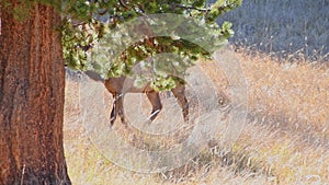 Elk grazing in Yellowstone National Park