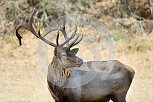 Elk, Great Smoky Mountains