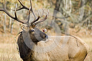 Elk, Great Smoky Mountains