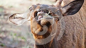 Elk having a munch