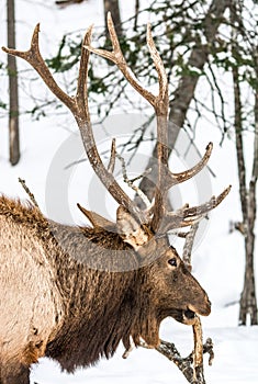 Elk Having a Quick Snack